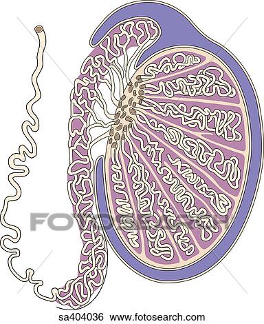 Sagittal, クロスセクション, の, 睾丸, 役割を果たす, 内部