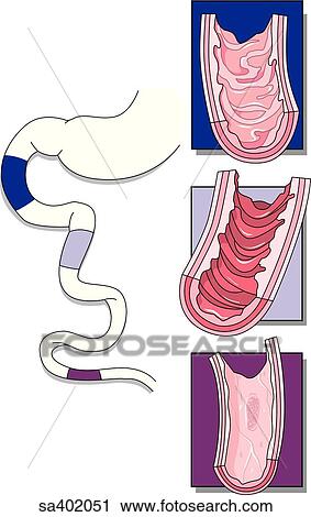 Clip Art - Sections of small intestine excised and cut open to reveal internal anatomy. Orientation drawing (left) shows location of section.. Fotosearch