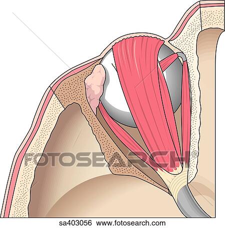 Stock Illustration - Superior view of the orbit of the eye and the musculature responsible for movement.. Fotosearch