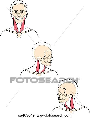 Stock Illustration - Three anterior images of male head and neck featuring skull and neck muscles as head is held stationary (top), rotated to its left (middle) and to its right (bottom).. Fotosearch