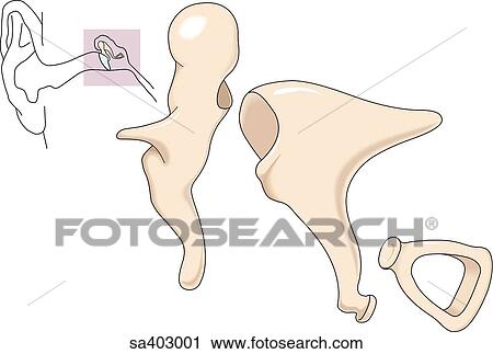Three bones of the ear; malleus, incus and stapes arranged next to each other but not touching each other. Orientation drawing (upper left) shows position of ossicles in head. View Large Illustration Clip Art - Three bones of the ear; malleus, incus and stapes arranged next to each other but not touching each other. Orientation drawing (upper left) shows position of ossicles in head.. Fotosearch