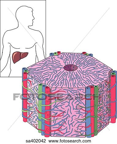 Three dimensional view of one of the hepatic lobules that make up the histological anatomy of the liver. Inset (upper left) shows location of liver. View Large Illustration Drawing - Three dimensional view of one of the hepatic lobules that make up the histological anatomy of the liver. Inset (upper left) shows location of liver.. Fotosearch