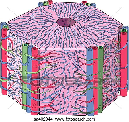 Three dimensional view of one of the hepatic lobules that make up the histological anatomy of the liver. View Large Illustration Stock Illustration - Three dimensional view of one of the hepatic lobules that make up the histological anatomy of the liver.. Fotosearch