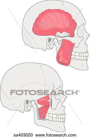 Two lateral images of skull showing the muscles used in chewing; (top) masseter muscle and temporal muscle, and (bottom) medial and lateral pterygoid muscles. View Large Illustration Clipart - Two lateral images of skull showing the muscles used in chewing; (top) masseter muscle and temporal muscle, and (bottom) medial and lateral pterygoid muscles.. Fotosearch