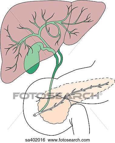 Ventral view of the liver, gallbladder, and pancreas, illustrating the biliary system running within these structures. View Large Illustration Stock Illustration - Ventral view of the liver, gallbladder, and pancreas, illustrating the biliary system running within these structures.. Fotosearch