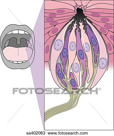 Drawing - View of taste bud at the cellular level showing epithelial cells supporting spindle-shaped gustatory cells and the fibrils of the nerves of taste.. Fotosearch