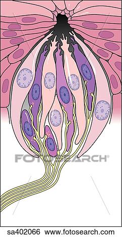 View of taste bud at the cellular level showing epithelial cells supporting spindle-shaped gustatory cells and the fibrils of the nerves of taste. View Large Illustration Stock Illustration - View of taste bud at the cellular level showing epithelial cells supporting spindle-shaped gustatory cells and the fibrils of the nerves of taste.. Fotosearch