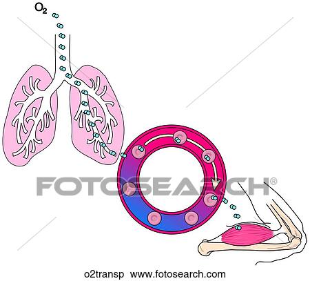 酸素 輸送 図 イラスト O2transp Fotosearch