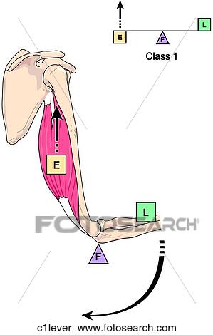 Class 1 Lever View Large Illustration Stock Illustration - Class 1 Lever. Fotosearch