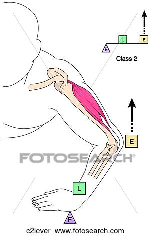 Class 2 Lever View Large Illustration Stock Illustration - Class 2 Lever. Fotosearch