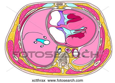 Stock Illustration - Cross Section of the Thorax. Fotosearch