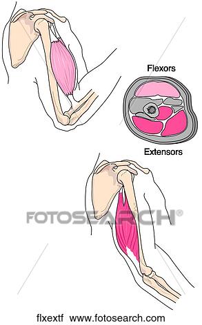 Clip Art - Flexors & Extensors of Forearm. Fotosearch