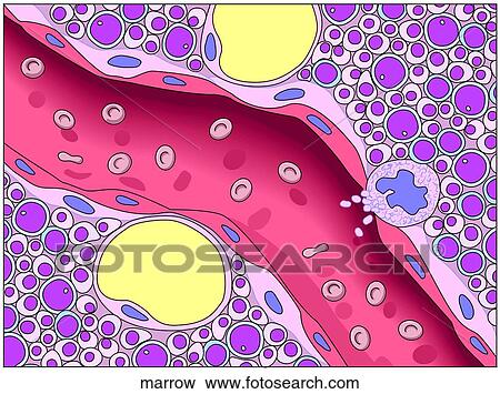 Hemopoiesis in Bone Marrow View Large Illustration Stock Illustration - Hemopoiesis in Bone Marrow. Fotosearch