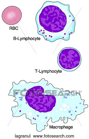 Drawing of Leukocytes - Agranulocytes lagranul - Search Clipart ...