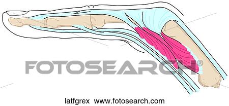 Stock Illustration - Lateral Finger Extended. Fotosearch