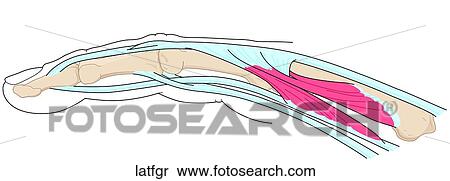 Stock Illustration - Lateral Finger. Fotosearch