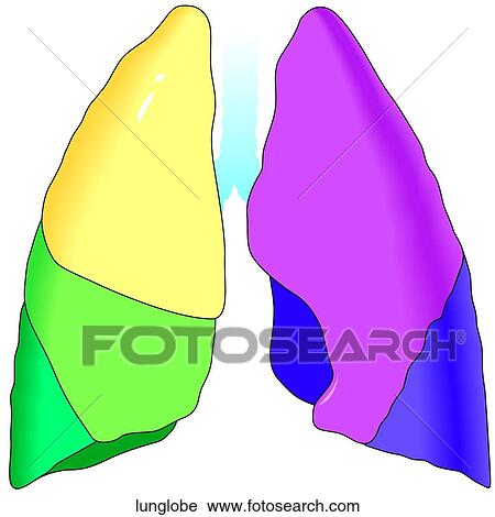Lobes of Lung View Large Illustration Clip Art - Lobes of Lung. Fotosearch