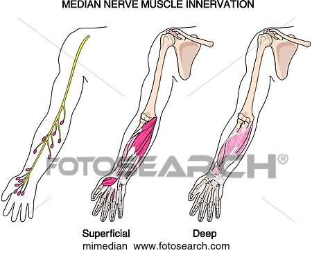 Muscle Innervation - Median N View Large Illustration Stock Illustration - Muscle Innervation - Median N. Fotosearch