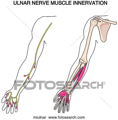 Stock Illustration - Muscle Innervation - Ulnar N. Fotosearch