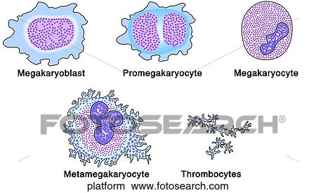 Stock Illustration - Platelet Formation. Fotosearch