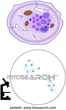 Stock Illustration - Platelet. Fotosearch