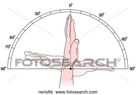 ROM Wrist Flex/Ext View Large Illustration Clip Art - ROM Wrist Flex/Ext. Fotosearch