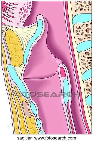 Stock Illustration - Sagittal Cross Section of Larynx. Fotosearch