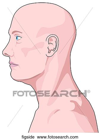 Side of Figure's Head View Large Illustration Clip Art - Side of Figure's Head. Fotosearch