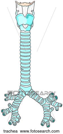 Clipart - Trachea and Bronchi. Fotosearch