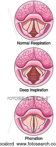 Vocal Cord Positions View Large Illustration Clip Art - Vocal Cord Positions. Fotosearch