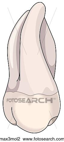 Drawing - . Fotosearch