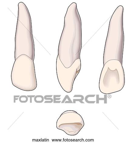 Stock Illustration - . Fotosearch