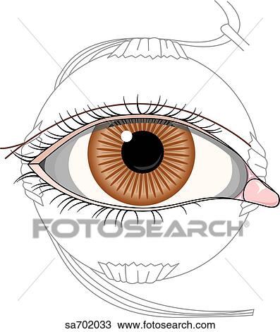 Anterior view of external eye. View Large Illustration Drawing - Anterior view of external eye.. Fotosearch