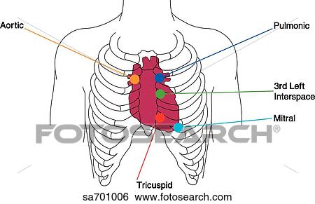 Stock Illustration - Anterior view of torso, heart in ribcage, with auscultation sites marked and labelled.. Fotosearch