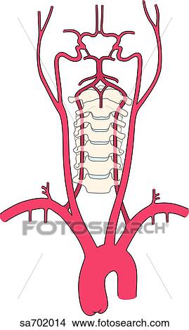 Stock Illustration - Branches of the caroticovertebral vascular tree as they extend upward from aorta.. Fotosearch