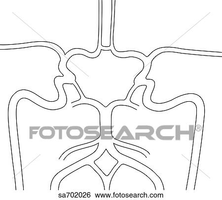 Close-up of circle of Willis. View Large Illustration Stock Illustration - Close-up of circle of Willis.. Fotosearch