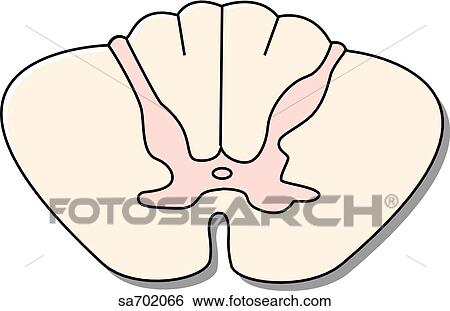 Cross-section of spinal cord at C1 vertebral level. View Large Illustration Stock Illustration - Cross-section of spinal cord at C1 vertebral level.. Fotosearch