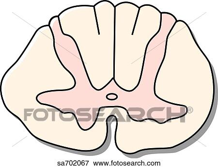 Cross-section of spinal cord at C5 vertebral level. View Large Illustration Stock Illustration - Cross-section of spinal cord at C5 vertebral level.. Fotosearch