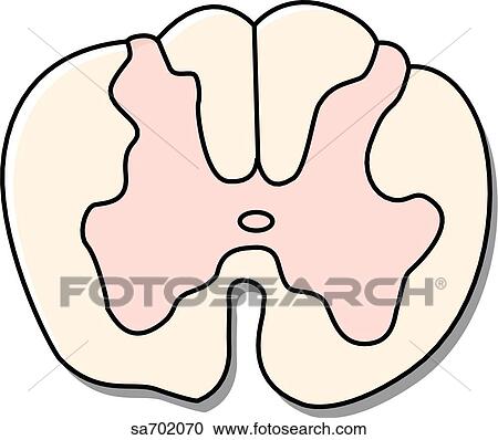 Clipart - Cross-section of spinal cord at L4 vertebral level.. Fotosearch