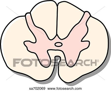 Stock Illustration - Cross-section of spinal cord at T10 vertebral level.. Fotosearch