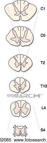 Cross-sections of spinal cord at C1, C5, T2, T10, L4 and S4 vertebral levels. View Large Illustration Stock Illustration - Cross-sections of spinal cord at C1, C5, T2, T10, L4 and S4 vertebral levels.. Fotosearch