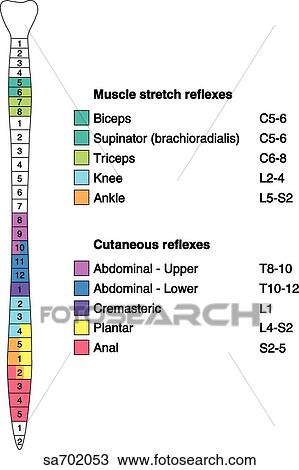 Drawing - Diagram of spinal column numbered and color coded to indicate areas responsible for muscle stretch reflexes and cutaneous reflexes. . Fotosearch