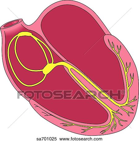 Frontal section of heart schematic showing system of conduction of the electrical stimuli responsible for heartbeat. View Large Illustration Stock Illustration - Frontal section of heart schematic showing system of conduction of the electrical stimuli responsible for heartbeat.. Fotosearch