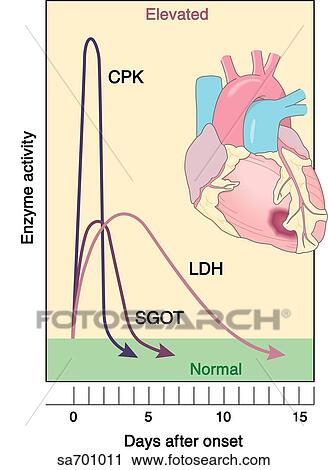 Clip Art - Graph of elevated enzyme activity versus days after onset of cardiac infarct. . Fotosearch