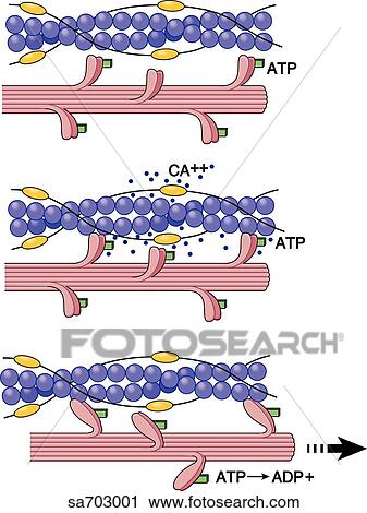Clip Art - Graphic illustration of actin/myosin interaction which results in muscle contraction; process shown in three stages.. Fotosearch