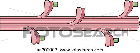Drawing - Graphic illustration of actin/myosin interaction which results in muscle contraction: stage 1.. Fotosearch