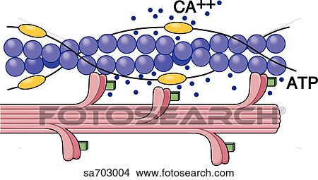 Graphic illustration of actin/myosin interaction which results in muscle contraction: stage 2. View Large Illustration Stock Illustration - Graphic illustration of actin/myosin interaction which results in muscle contraction: stage 2.. Fotosearch