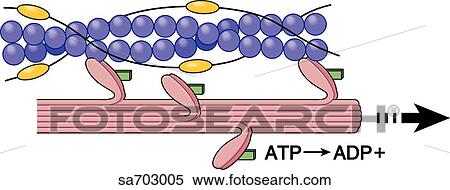 Stock Illustration - Graphic illustration of actin/myosin interaction which results in muscle contraction: stage 3.. Fotosearch