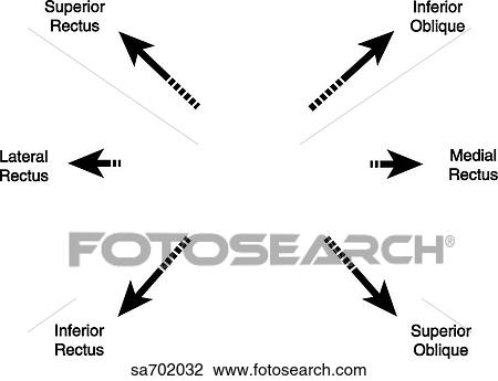 Drawing - Labels and arrows for the various extraocular eye movements.. Fotosearch