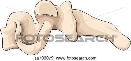Stock Illustration - Lateral view of a cervical vertebra.. Fotosearch